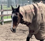 ノーザンホースパークに投稿された画像（2025/8/18）