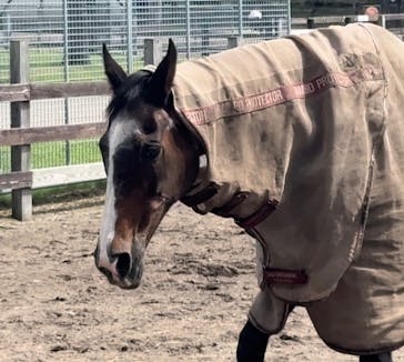 ノーザンホースパークに投稿された画像（2025/8/18）