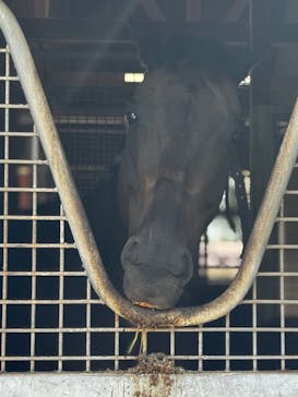 ノーザンホースパークに投稿された画像（2025/8/18）