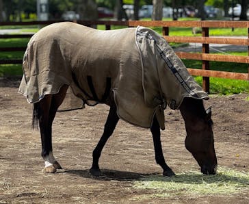 ノーザンホースパークに投稿された画像（2025/8/18）