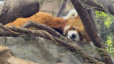 那須どうぶつ王国に投稿された画像（2025/8/18）