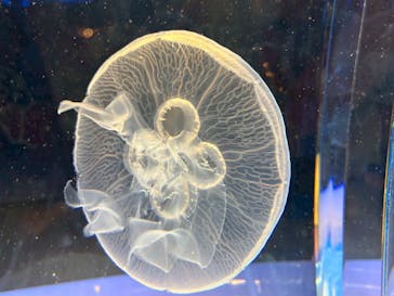 しながわ水族館に投稿された画像（2025/8/18）