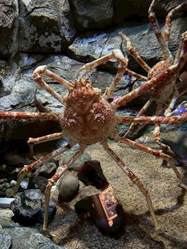 しながわ水族館に投稿された画像（2025/8/18）