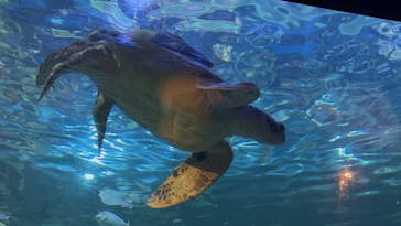 しながわ水族館に投稿された画像（2025/8/18）