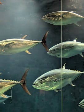 葛西臨海水族園に投稿された画像（2025/8/18）