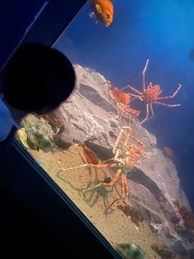 名古屋港水族館に投稿された画像（2025/8/18）