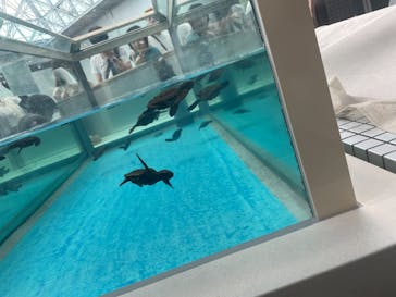 名古屋港水族館に投稿された画像（2025/8/18）