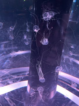 マクセル アクアパーク品川に投稿された画像（2025/8/18）