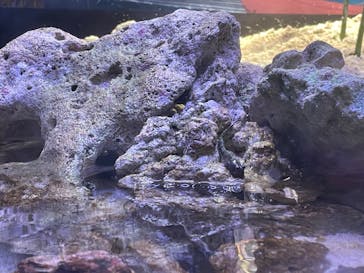 マクセル アクアパーク品川に投稿された画像（2025/8/18）