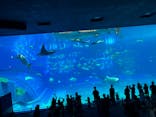 沖縄美ら海水族館に投稿された画像（2025/8/19）
