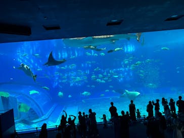 沖縄美ら海水族館に投稿された画像（2025/8/18）