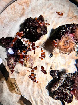 NIFREL（ニフレル）に投稿された画像（2025/8/18）