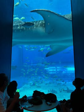 沖縄美ら海水族館に投稿された画像（2025/8/18）