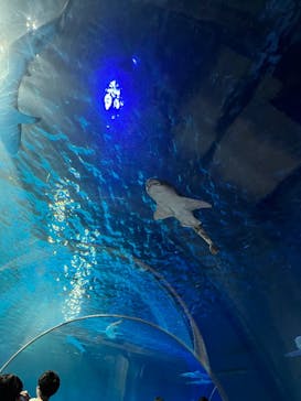 島根県立 しまね海洋館に投稿された画像（2025/8/18）