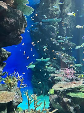 島根県立 しまね海洋館に投稿された画像（2025/8/18）