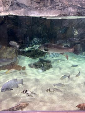 島根県立 しまね海洋館に投稿された画像（2025/8/18）