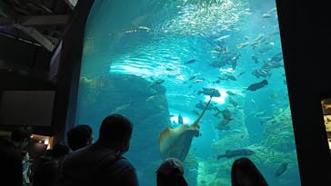 新江ノ島水族館に投稿された画像（2025/8/19）