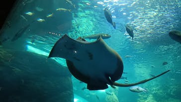 新江ノ島水族館に投稿された画像（2025/8/19）