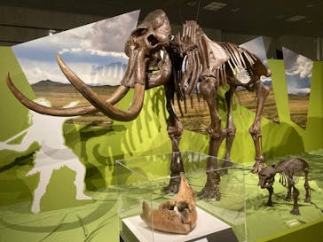 特別展「氷河期展 〜人類が見た4万年前の世界〜」（国立科学博物館）に投稿された画像（2025/8/19）
