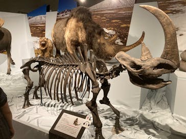 特別展「氷河期展 〜人類が見た4万年前の世界〜」（国立科学博物館）に投稿された画像（2025/8/19）