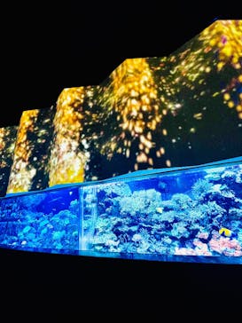 マクセル アクアパーク品川に投稿された画像（2025/8/19）