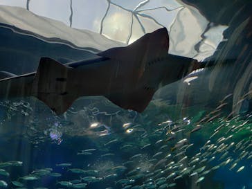 マクセル アクアパーク品川に投稿された画像（2025/8/19）