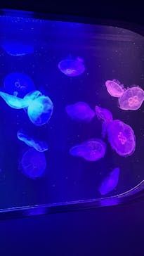 マリンワールド海の中道に投稿された画像（2025/8/19）