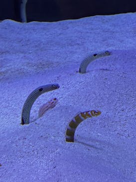 マリンワールド海の中道に投稿された画像（2025/8/19）