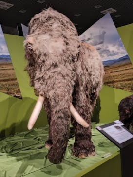 特別展「氷河期展 〜人類が見た4万年前の世界〜」（国立科学博物館）に投稿された画像（2025/8/19）