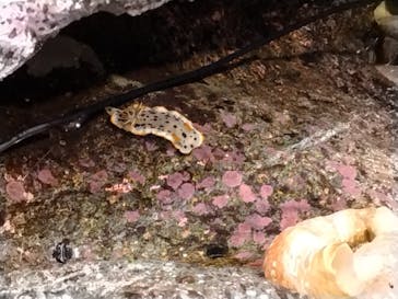 新江ノ島水族館に投稿された画像（2025/8/19）