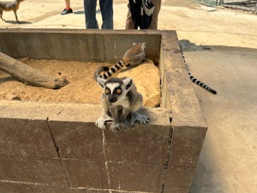 しろとり動物園に投稿された画像（2025/8/19）
