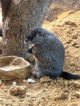 那須どうぶつ王国に投稿された画像（2025/8/19）