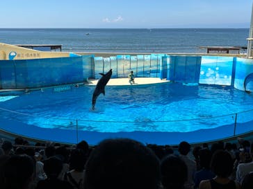 新江ノ島水族館に投稿された画像（2025/8/19）