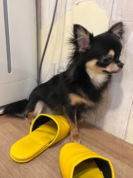 いぬカフェRio 吉祥寺店に投稿された画像（2025/8/19）