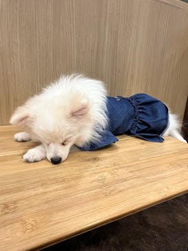 いぬカフェRio 吉祥寺店に投稿された画像（2025/8/19）