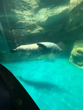 アクアワールド茨城県大洗水族館に投稿された画像（2025/8/19）