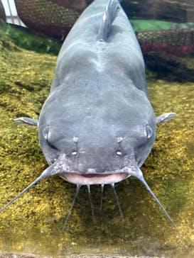 アクアワールド茨城県大洗水族館に投稿された画像（2025/8/19）