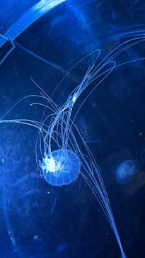 名古屋港水族館に投稿された画像（2025/8/19）