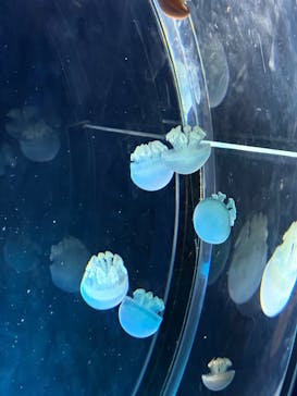 名古屋港水族館に投稿された画像（2025/8/19）