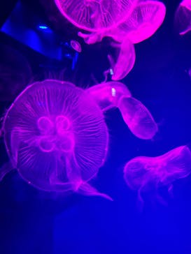 名古屋港水族館に投稿された画像（2025/8/19）