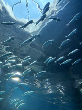 マクセル アクアパーク品川に投稿された画像（2025/8/19）