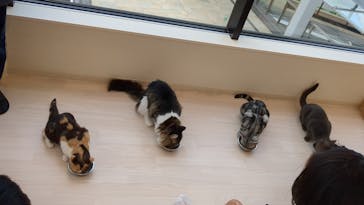 Cat Café MOFF グランベリーパーク店に投稿された画像（2025/8/19）