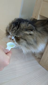 Cat Café MOFF グランベリーパーク店に投稿された画像（2025/8/19）