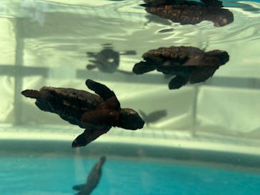 名古屋港水族館に投稿された画像（2025/8/19）