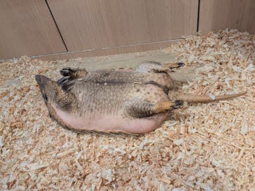 リトルモンスター展～「うゎっ」と「ぅわぁ～」のいきものたち～ @新潟県立自然科学館に投稿された画像（2025/8/19）