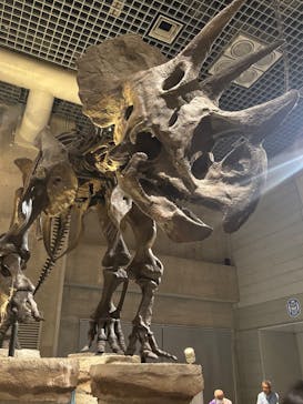 国立科学博物館に投稿された画像（2025/8/19）