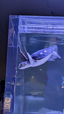 すみだ水族館に投稿された画像（2025/8/19）