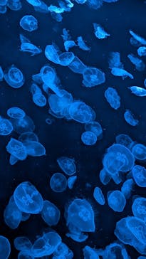 すみだ水族館に投稿された画像（2025/8/19）