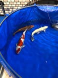 錦鯉・金魚アクアリウム in ときメッセに投稿された画像（2025/8/19）