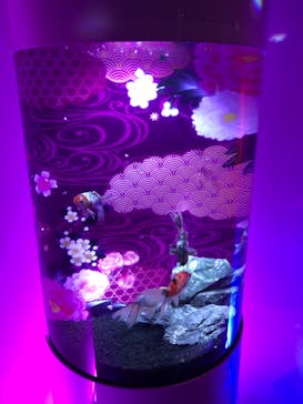 錦鯉・金魚アクアリウム in ときメッセに投稿された画像（2025/8/19）